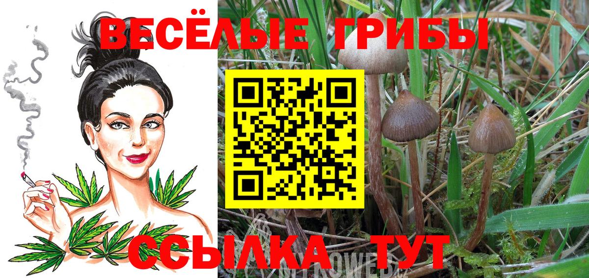 Галлюциногенные грибы GOLDEN TEACHER  Вход с VPN  Россия 